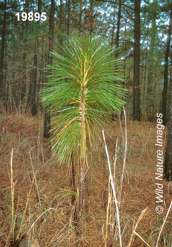 Longleaf Pine (Pinus palustris)